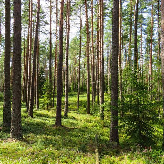 Gestion des forêts : 7 initiatives vertueuses