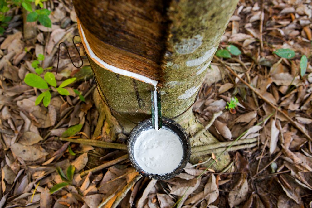 Tout savoir sur le latex naturel